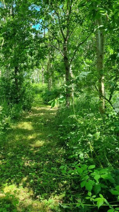 Hallegan Annexe With Private Garden And Woodland Camborne Ngoại thất bức ảnh